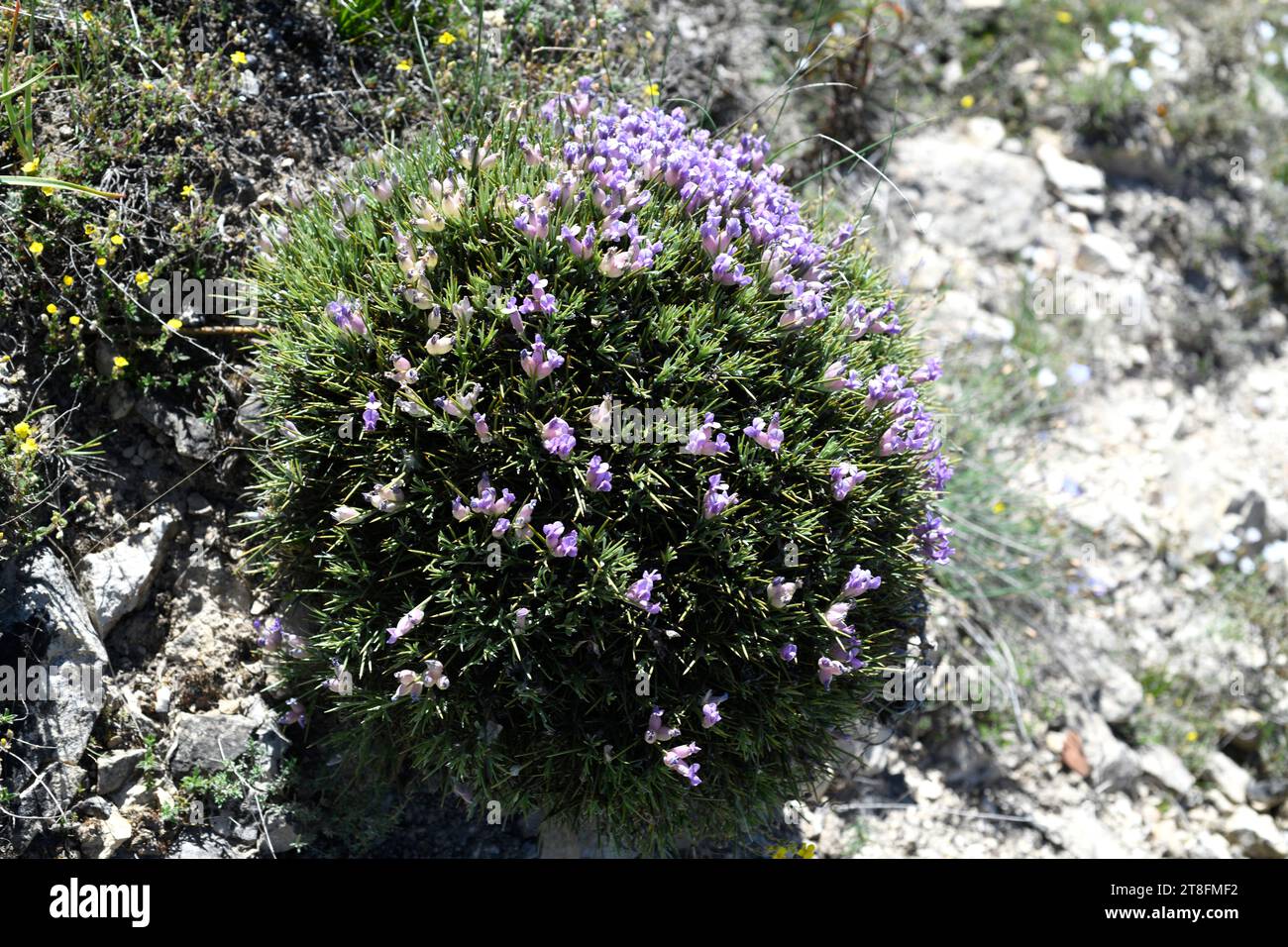 Blue broom (Erinacea anthyllis) is a spiny cushion shaped shrub native to mountains of esatern Spain and northern Africa. This photo was taken in Sier Stock Photo