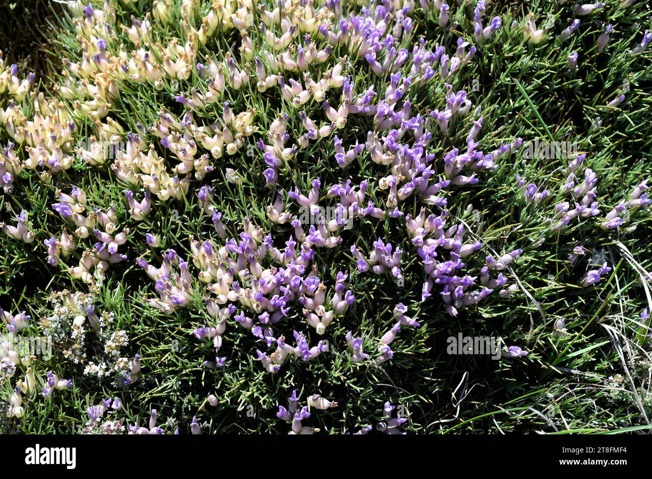 Blue broom (Erinacea anthyllis) is a spiny cushion shaped shrub native to mountains of esatern Spain and northern Africa. This photo was taken in Sier Stock Photo