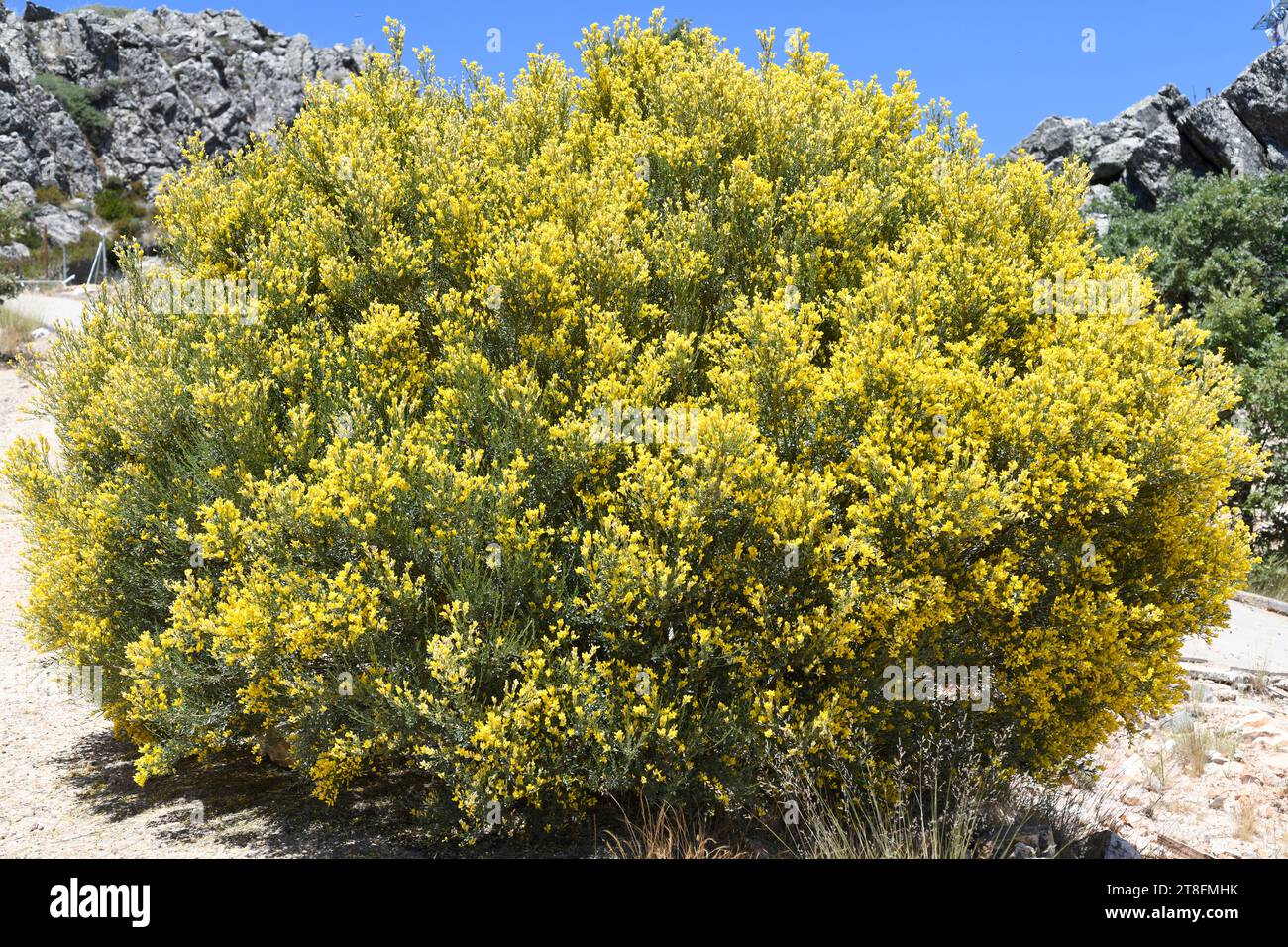 Hiniesta (Genista cinerascens or Genista cinerea cinerascens) is a shrub endemic to west and center Iberian Peninsula. This photo was taken in Pico Vi Stock Photo