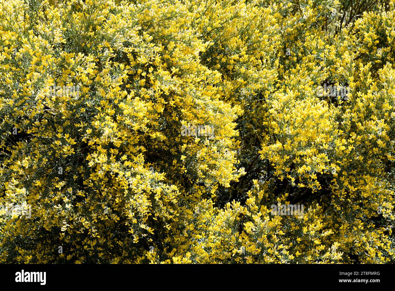 Hiniesta (Genista cinerascens or Genista cinerea cinerascens) is a shrub endemic to west and center Iberian Peninsula. This photo was taken in Pico Vi Stock Photo