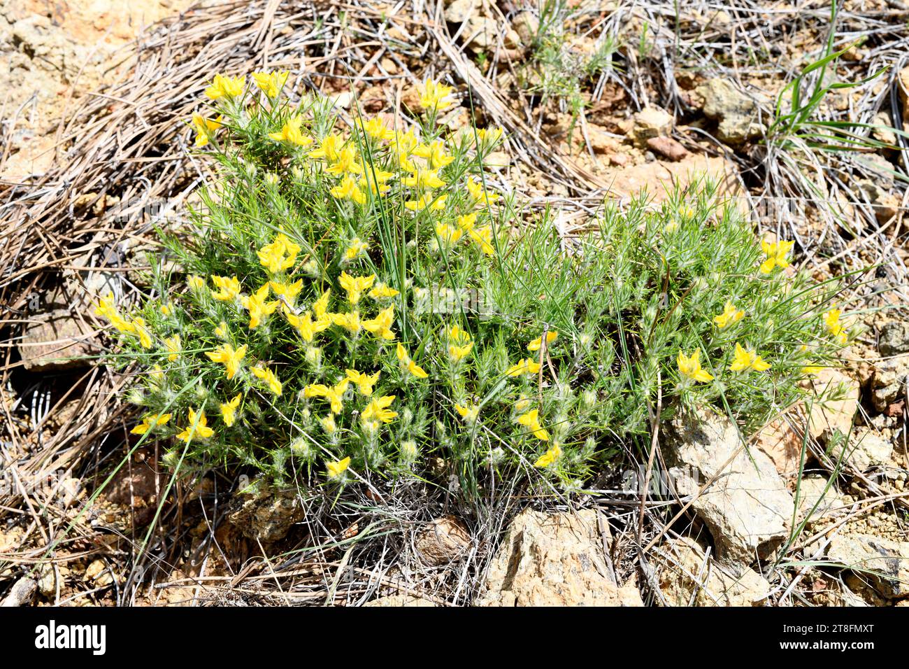 Aulaga (Genista hirsuta lanuginosa) is a serpentinophyte shrub endemic to south Spain. This photo was taken in Sierra Bermeja, Malaga, Andalusia, Spai Stock Photo