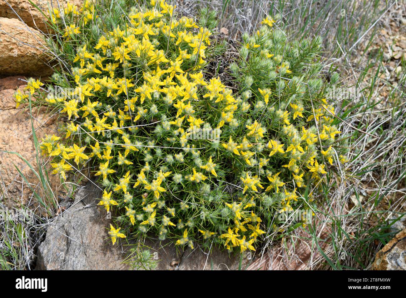 Aulaga (Genista hirsuta lanuginosa) is a serpentinophyte shrub native to south Spain. This photo was taken in Sierra Bermeja, Malaga, Andalusia, Spain Stock Photo