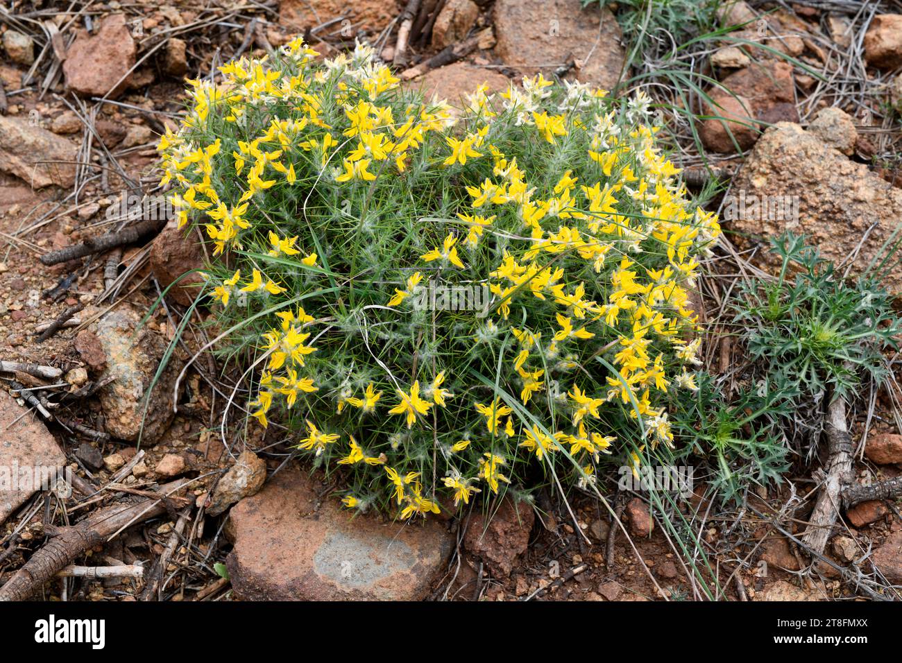 Aulaga (Genista hirsuta lanuginosa) is a serpentinophyte shrub endemic to south Spain. This photo was taken in Sierra Bermeja, Malaga, Andalusia, Spai Stock Photo