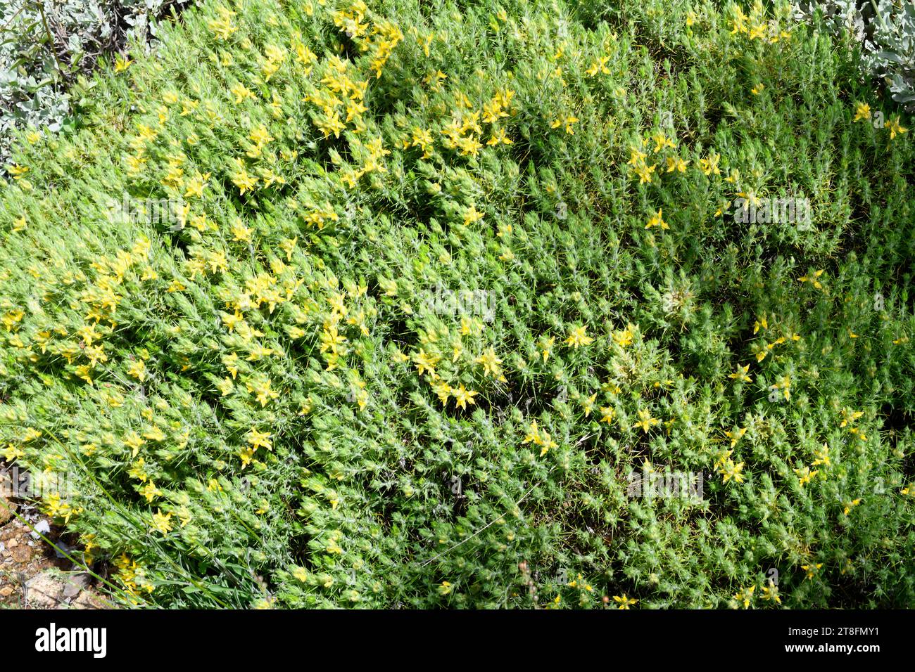 Aulaga (Genista hirsuta lanuginosa) is a serpentinophyte shrub endemic to south Spain. This photo was taken in Cadiz, Andalusia, Spain. Stock Photo