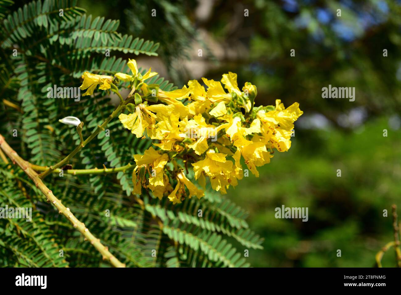 Weeping wattle (Peltophorum africanum) is a deciduous tree native to southern Africa. Inflorescence detail. Stock Photo