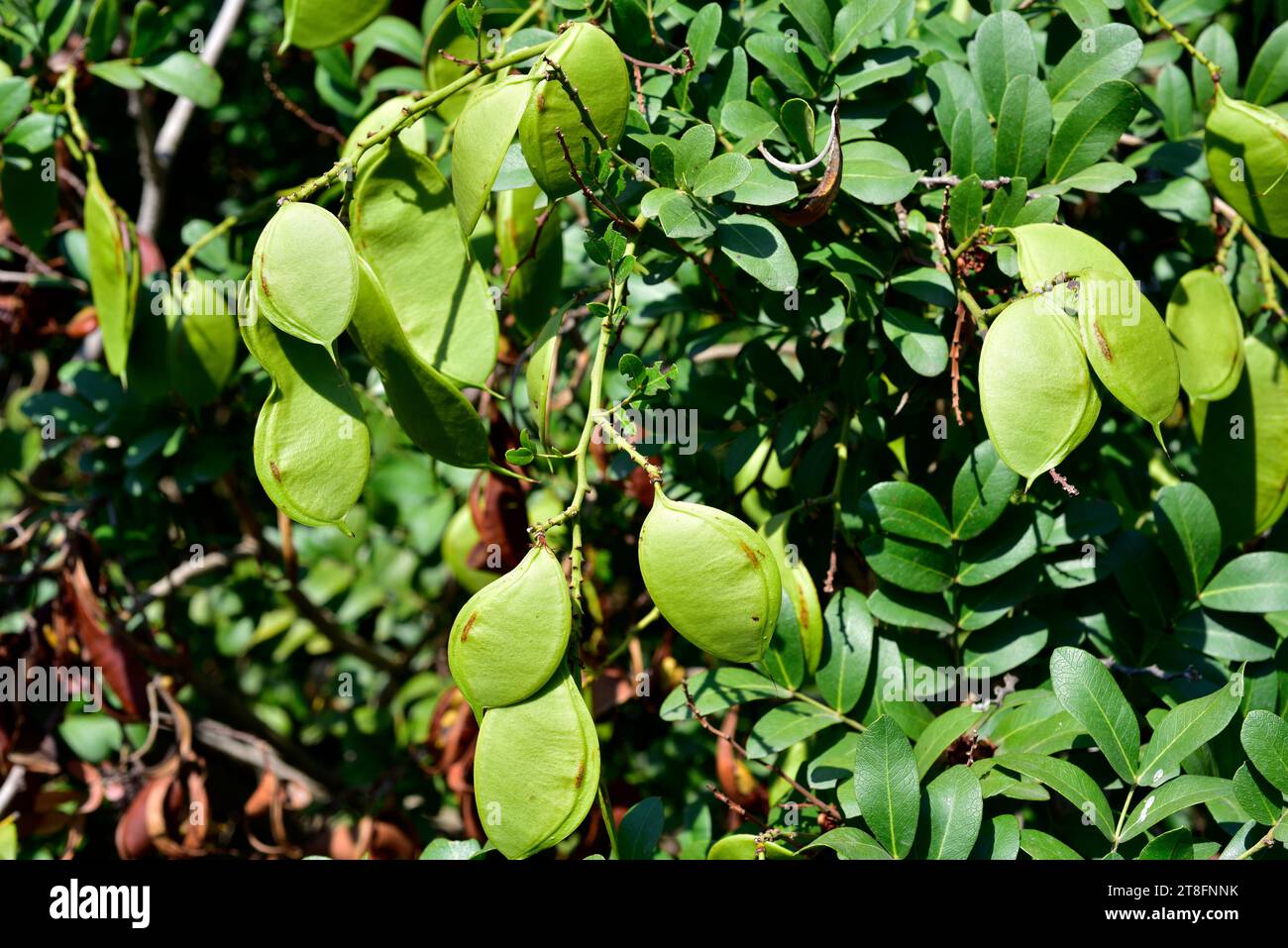 Weeping boer-bean (Schotia brachypetala or Schotia latifolia) is a deciduous tree native to southern Africa. Immature fruits detail. Stock Photo