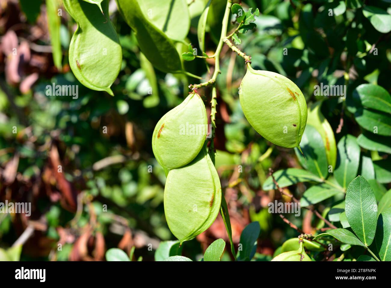 Weeping boer-bean (Schotia brachypetala or Schotia latifolia) is a deciduous tree native to southern Africa. Immature fruits detail. Stock Photo