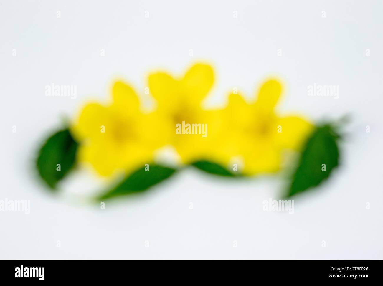 Blurred Damiana flower background, beautiful yellow flowers Stock Photo