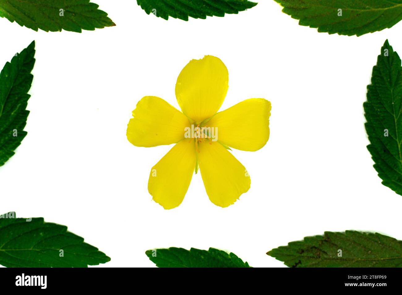 Damiana or Turnera diffusa flowers with leaf frame on white background Stock Photo