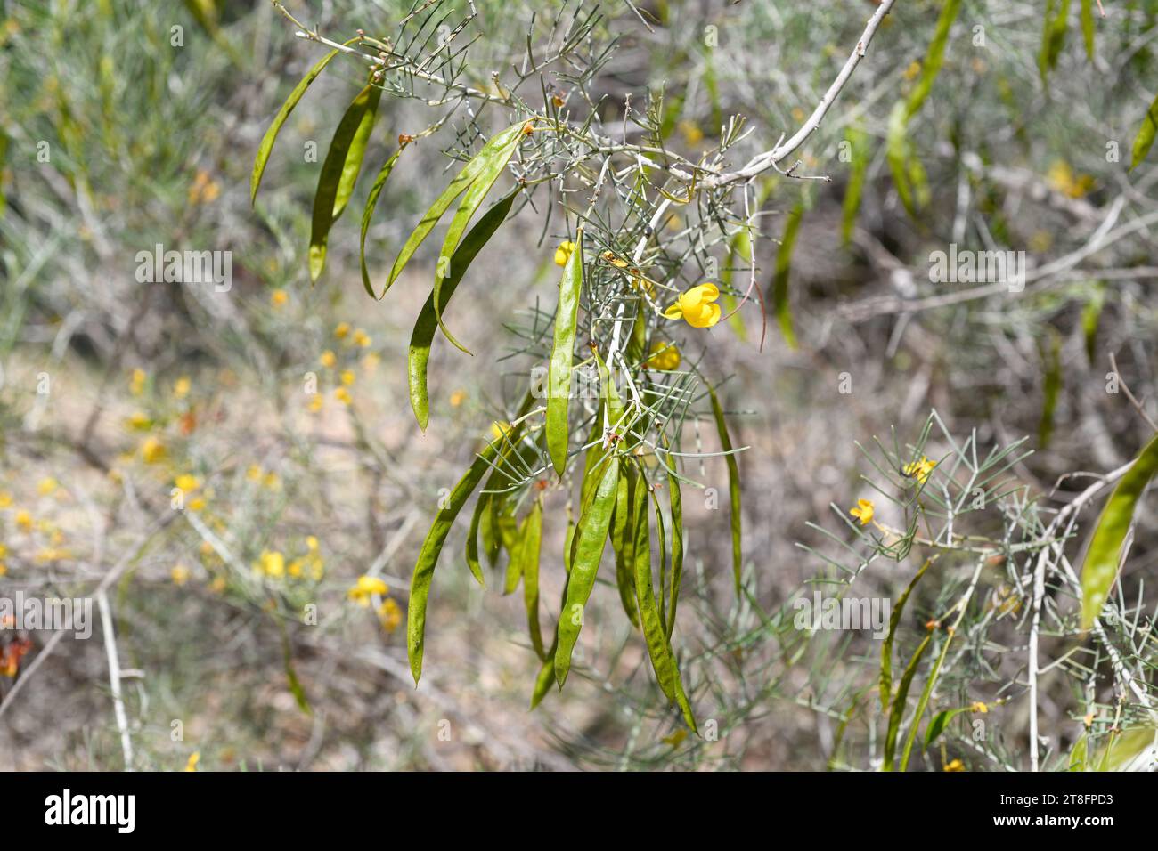 Wormwood senna (Senna artemisioides) is an evergreen shrub endemic to Australia. Flowers and fruits detail. Stock Photo