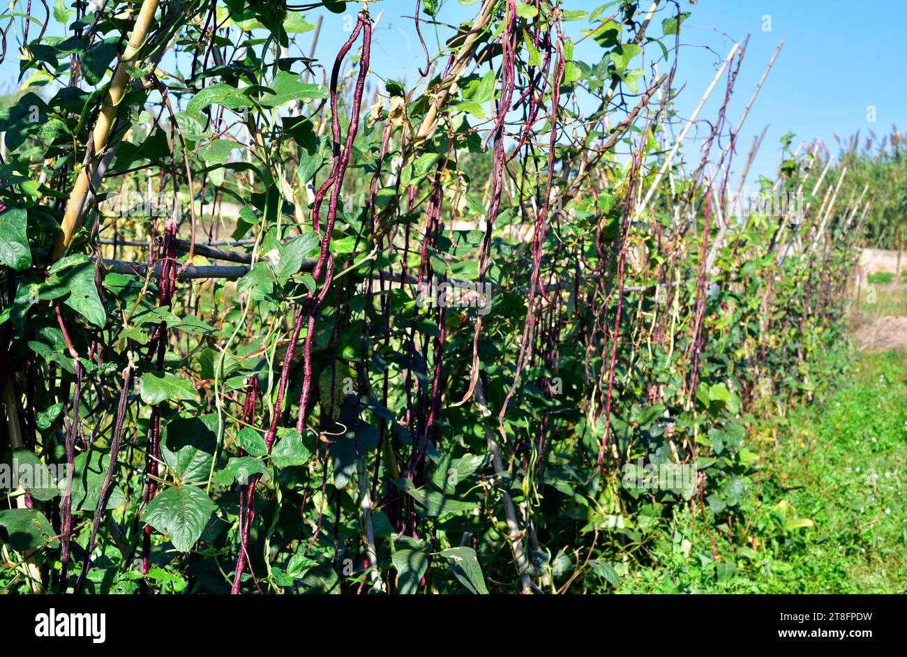 Asparagus bean (Vigna unguiculata sesquipedalis) is an climbing annual