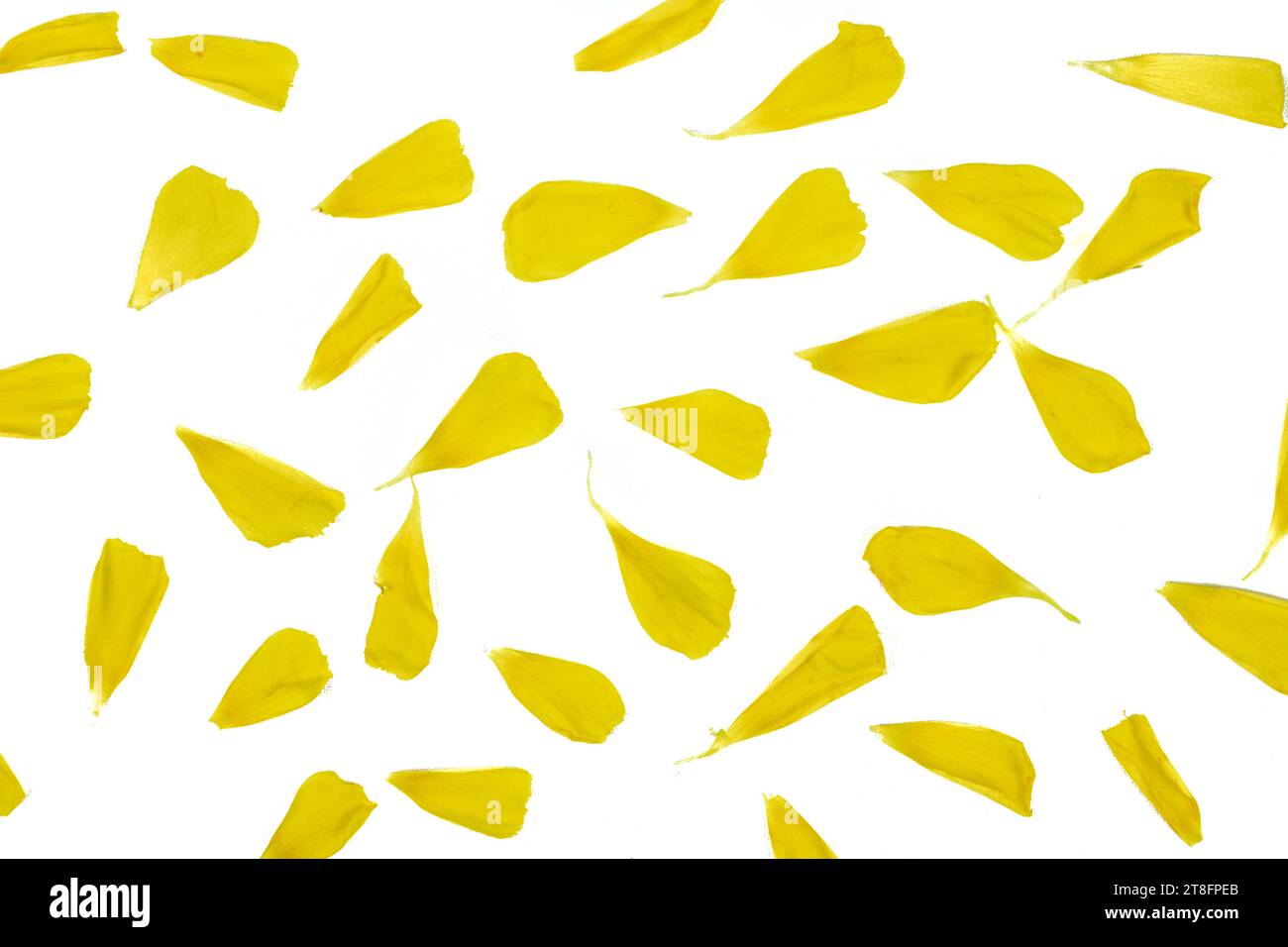 Damiana or Turnera diffusa flower petals on a white background Stock Photo