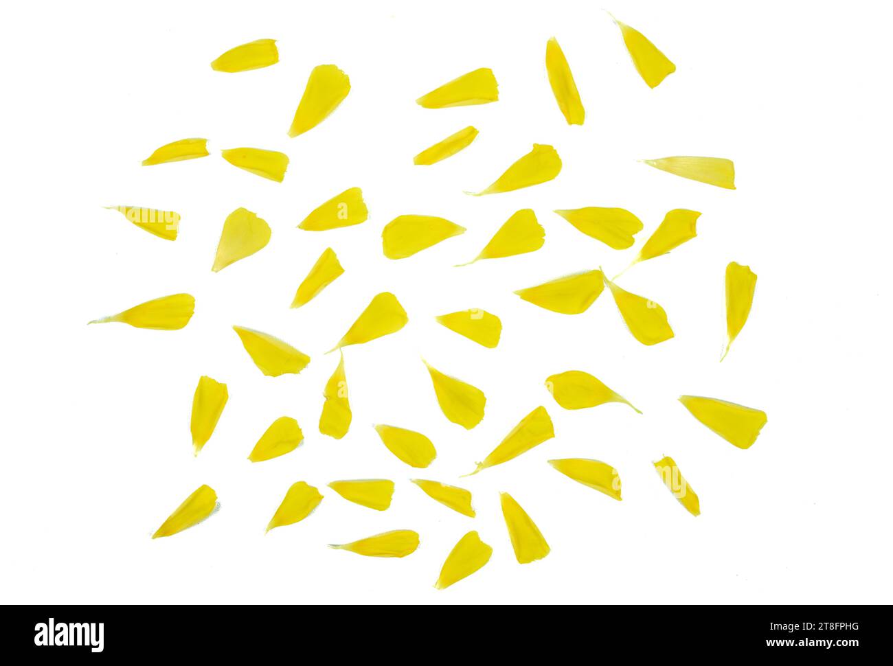 Damiana or Turnera diffusa flower petals on a white background Stock Photo