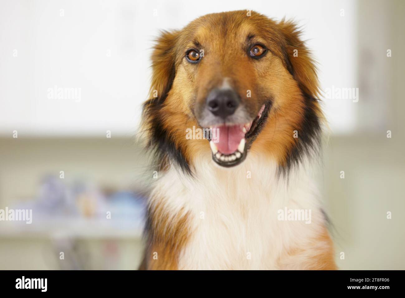 Happy, Border Collie and portrait of dog at vet with health, wellness or insurance for pet. Dogs, face or animal in veterinary office, hospital or Stock Photo