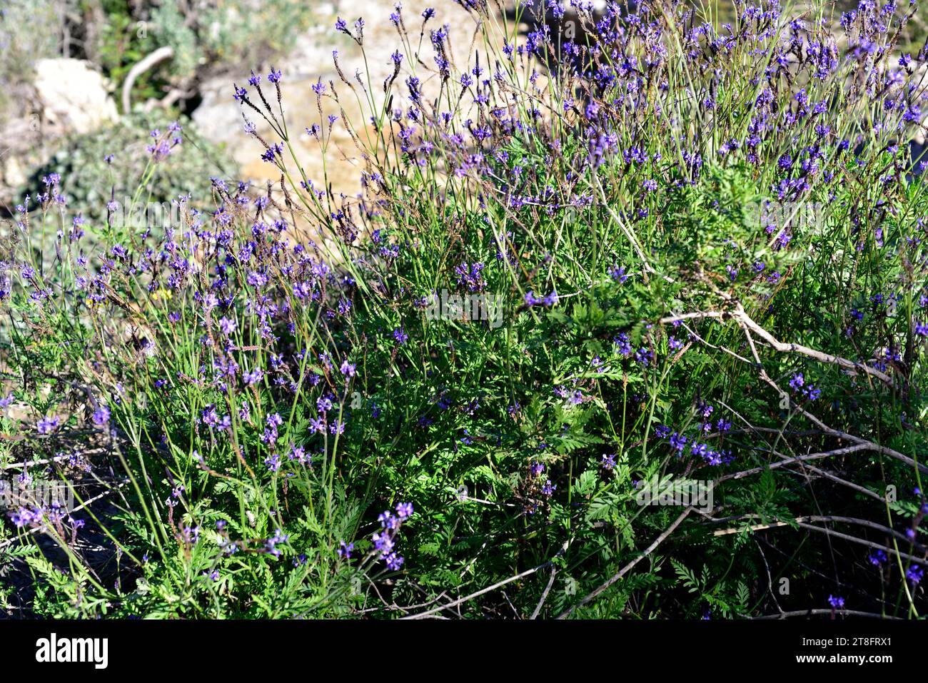 Fernleaf lavender (Lavandula multifida) is a small shrub native to west Mediterranean region and Canary Islands. Stock Photo