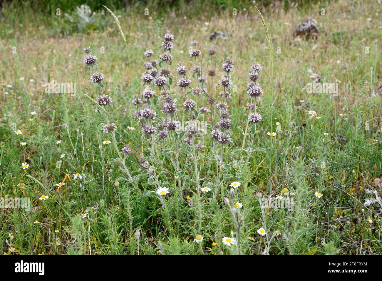 Marrubio (Marrubium supinum) is a perennial herb native to eastern Spain and north Africa. This photo was taken in Carabias, Guadalajara, Castilla-La Stock Photo