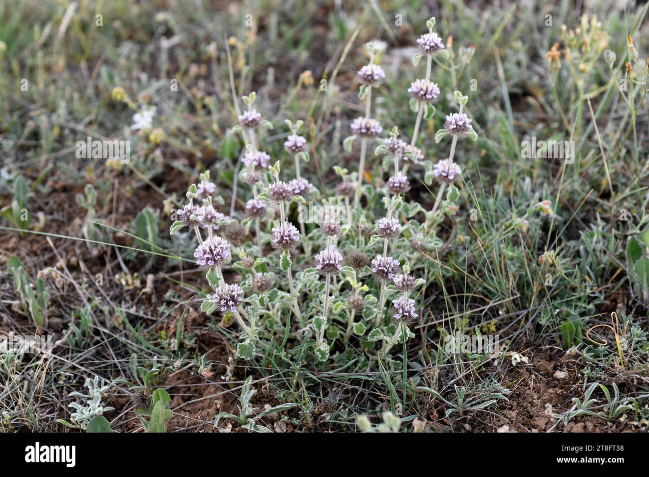 Marrubio (Marrubium supinum) is a perennial herb native to eastern Spain and north Africa. This photo was taken in Guadalajara, Castilla-La Mancha, Sp Stock Photo