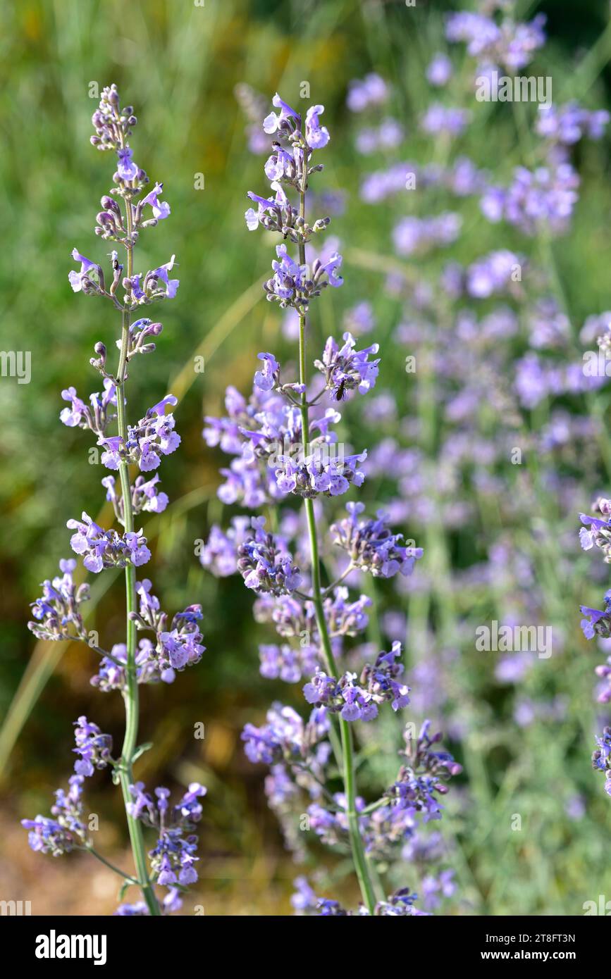 Lesser cat-mint (Nepeta nepetella amethystina or Nepeta nepetella aragonensis) is a perennial herb native to Spain, Morocco and Algeria. Stock Photo