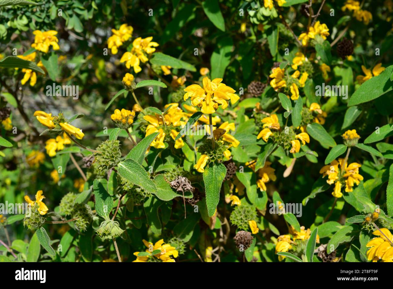 Cyprus sage (Phlomis cypria) is an evergreen shrub endemic to Cyprus. Flowering plant. Stock Photo