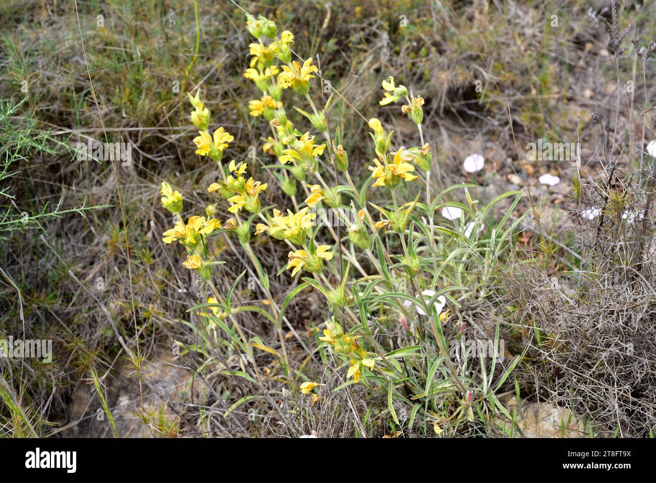 Lamwick plant (Phlomis lychnitis) is a subshrub native to Spain, Portugal and France. This photo was taken in Alquezar, Huesca, Aragon, Spain. Stock Photo