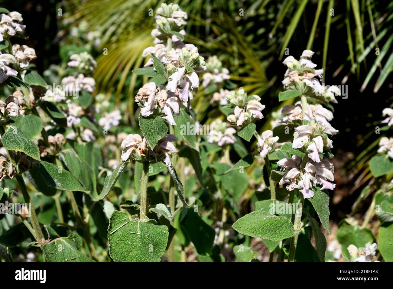 Morocco sage (Phlomis maroccana or Phlomis bovei maroccana) is an evergreen subshrub endemic to Morocco. Flowering plant. Stock Photo