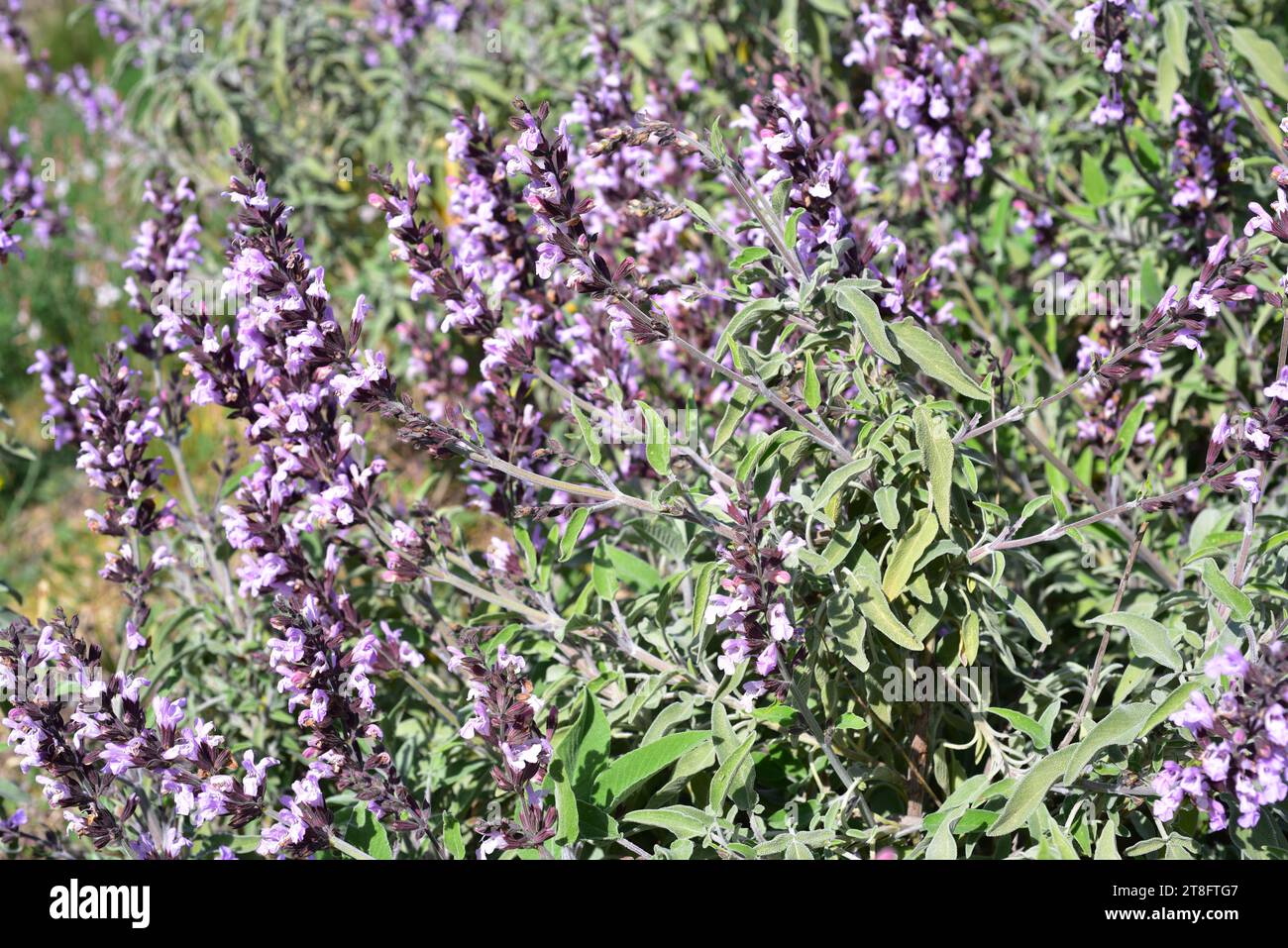 Greek sage (Salvia fruticosa) is an edible and medicinal shrub native to eastern Mediterranean region and Canary Islands. Flowering plant. Stock Photo