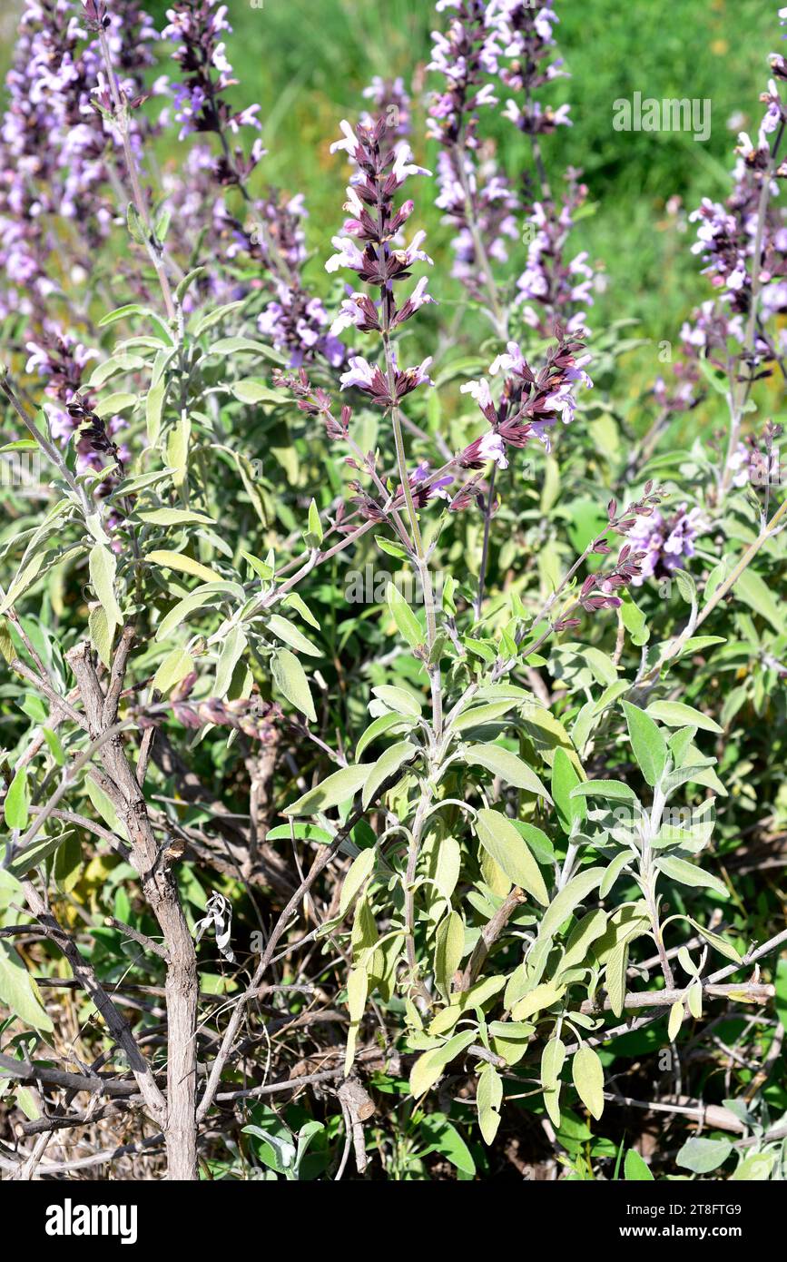 Greek sage (Salvia fruticosa) is an edible and medicinal shrub native