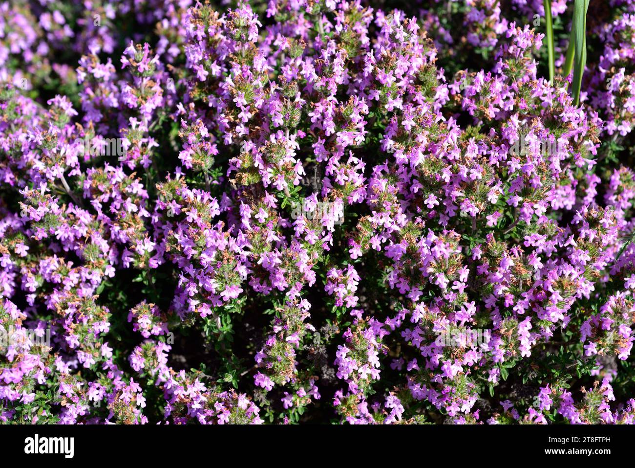 Pink savory (Satureja thymbra) is an evergreen aromatic shrub native to eastern Mediterranean basin. Flowering plant. Stock Photo