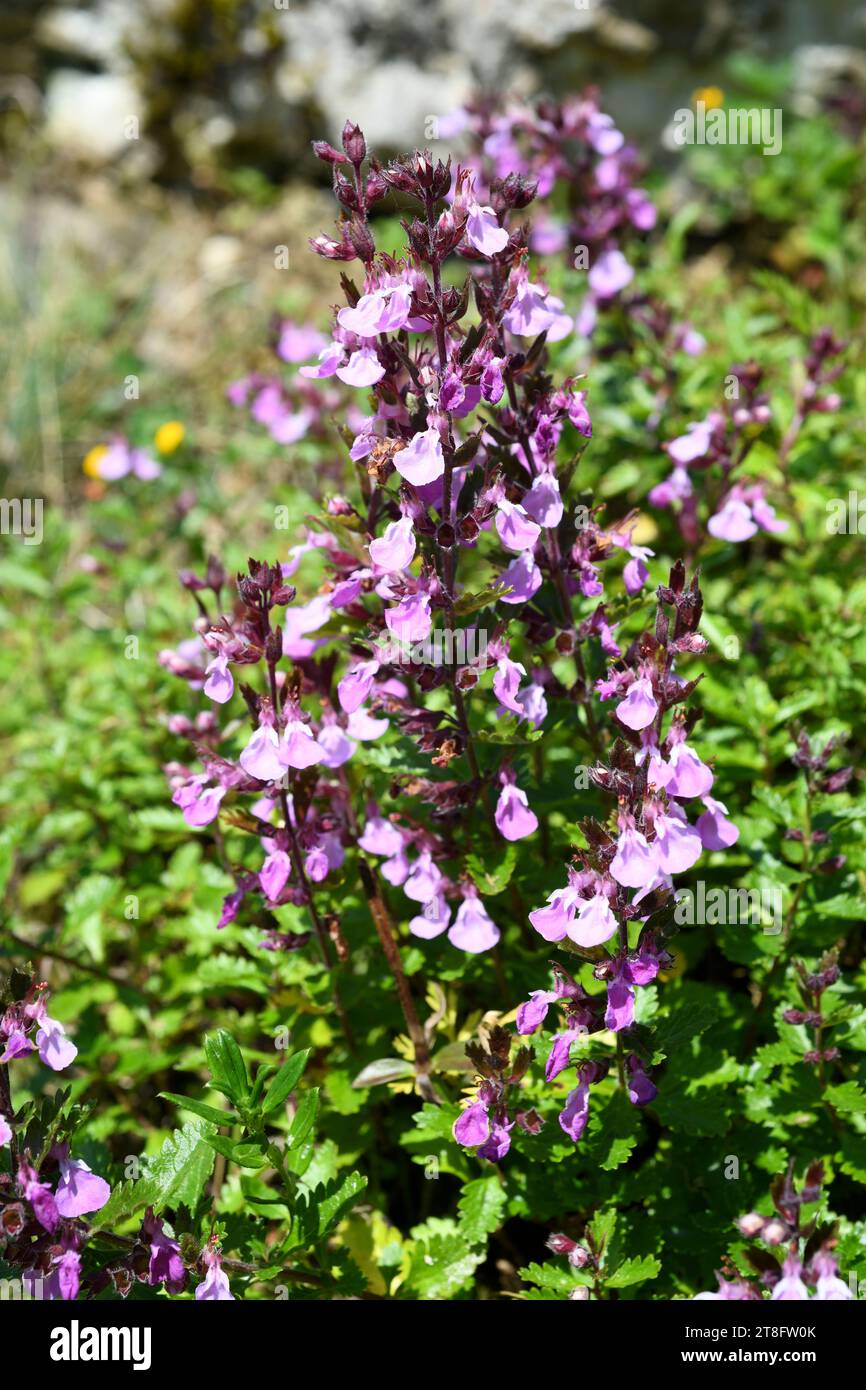 Wall germander (Teucrium chamaedrys) is a medicinal perennial herb native to Mediterranean basin. Stock Photo