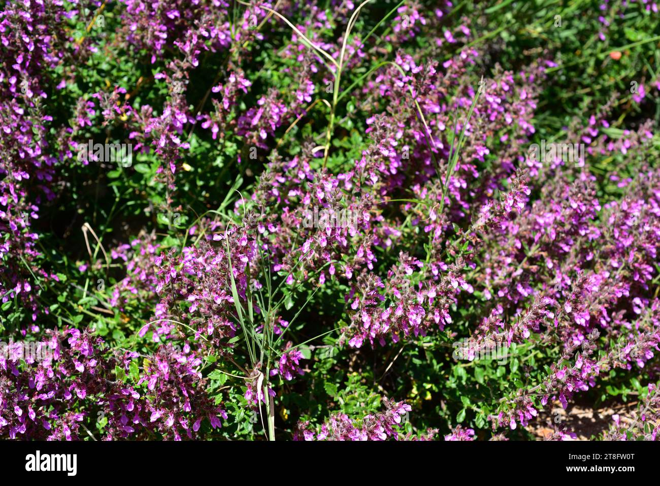 Wall germander (Teucrium chamaedrys) is a medicinal perennial herb native to Mediterranean basin. Stock Photo