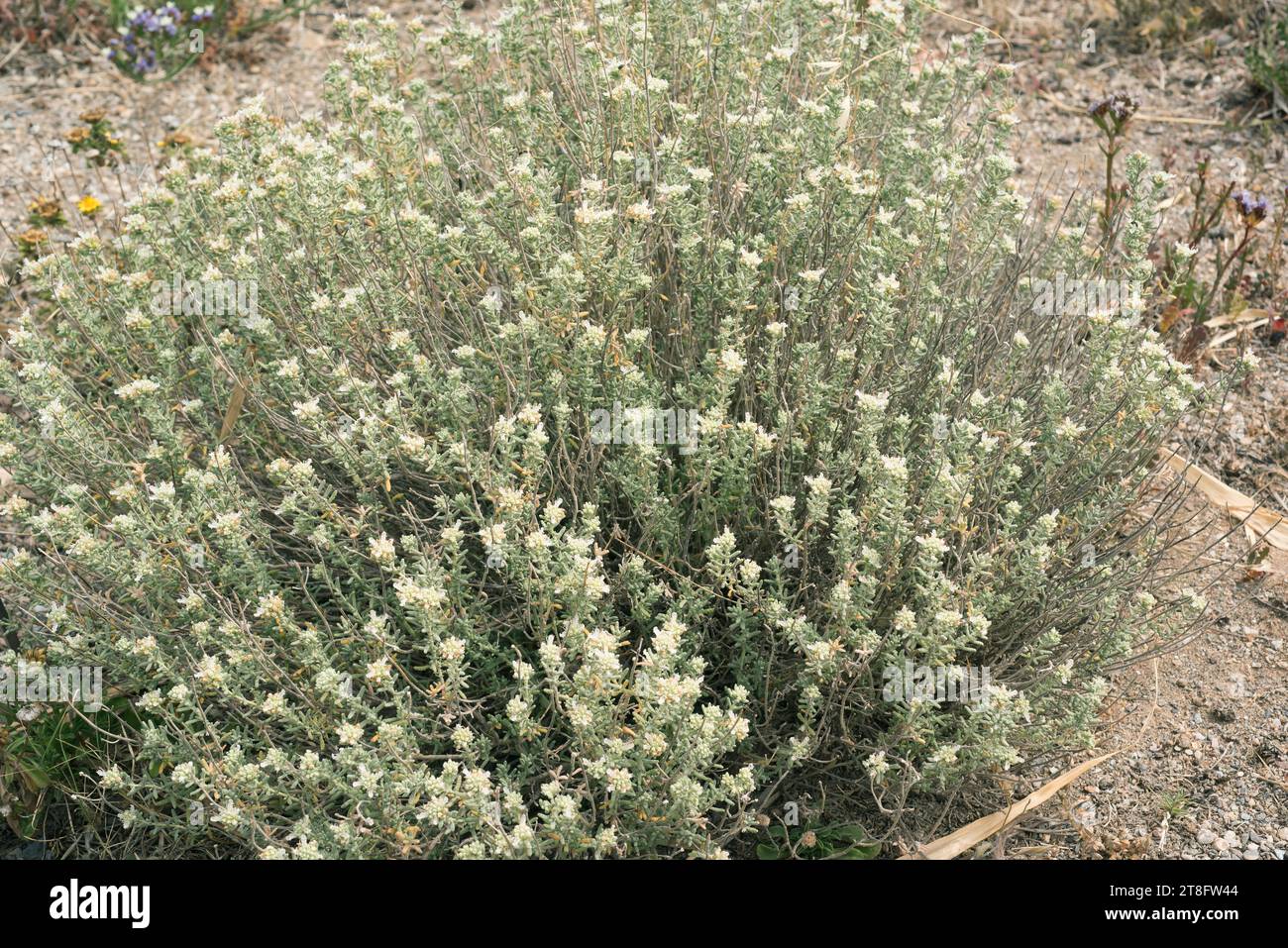 Teucrium dunense is a perennial plant native to coasts of southern and eastern Iberian Peninsula, Balearic Islands and south France. This photo was ta Stock Photo