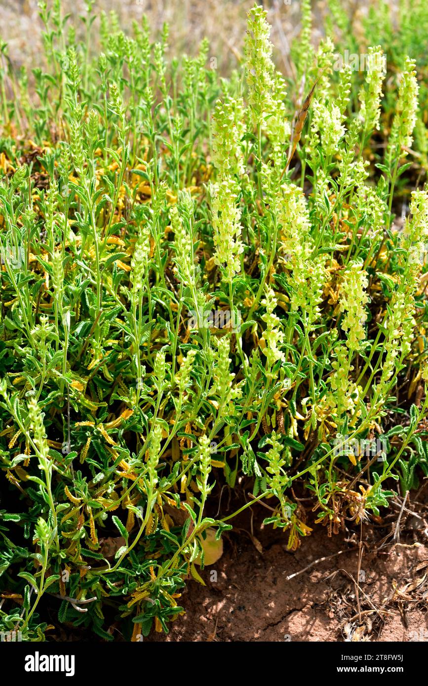 Teucrium oxylepis is a perennial herb native to center and south Spain. This photo was taken in Sierra Nevada, Granada, Andalusia, Spain. Stock Photo