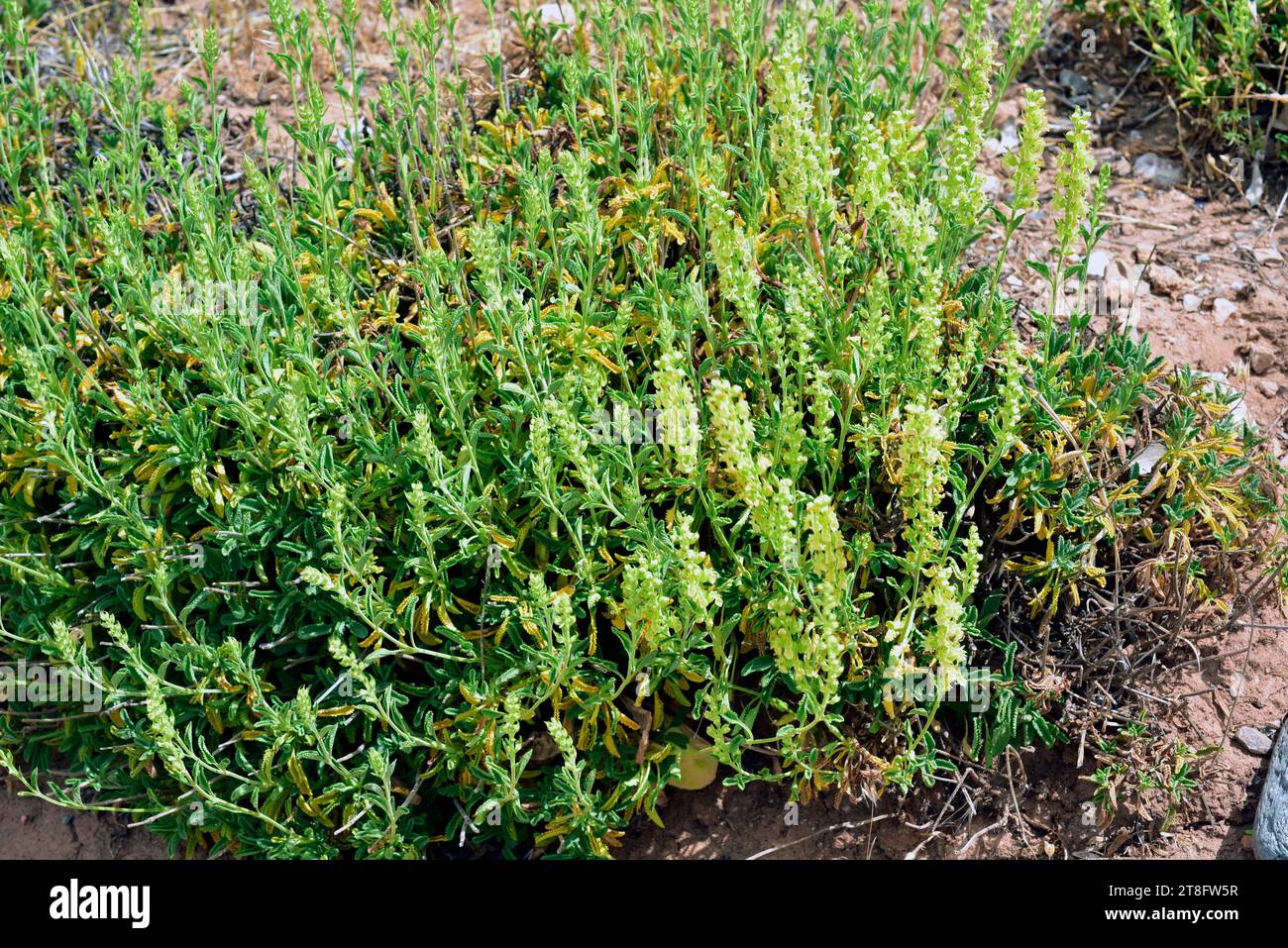 Teucrium oxylepis is a perennial herb native to center and south Spain. This photo was taken in Sierra Nevada, Granada, Andalusia, Spain. Stock Photo