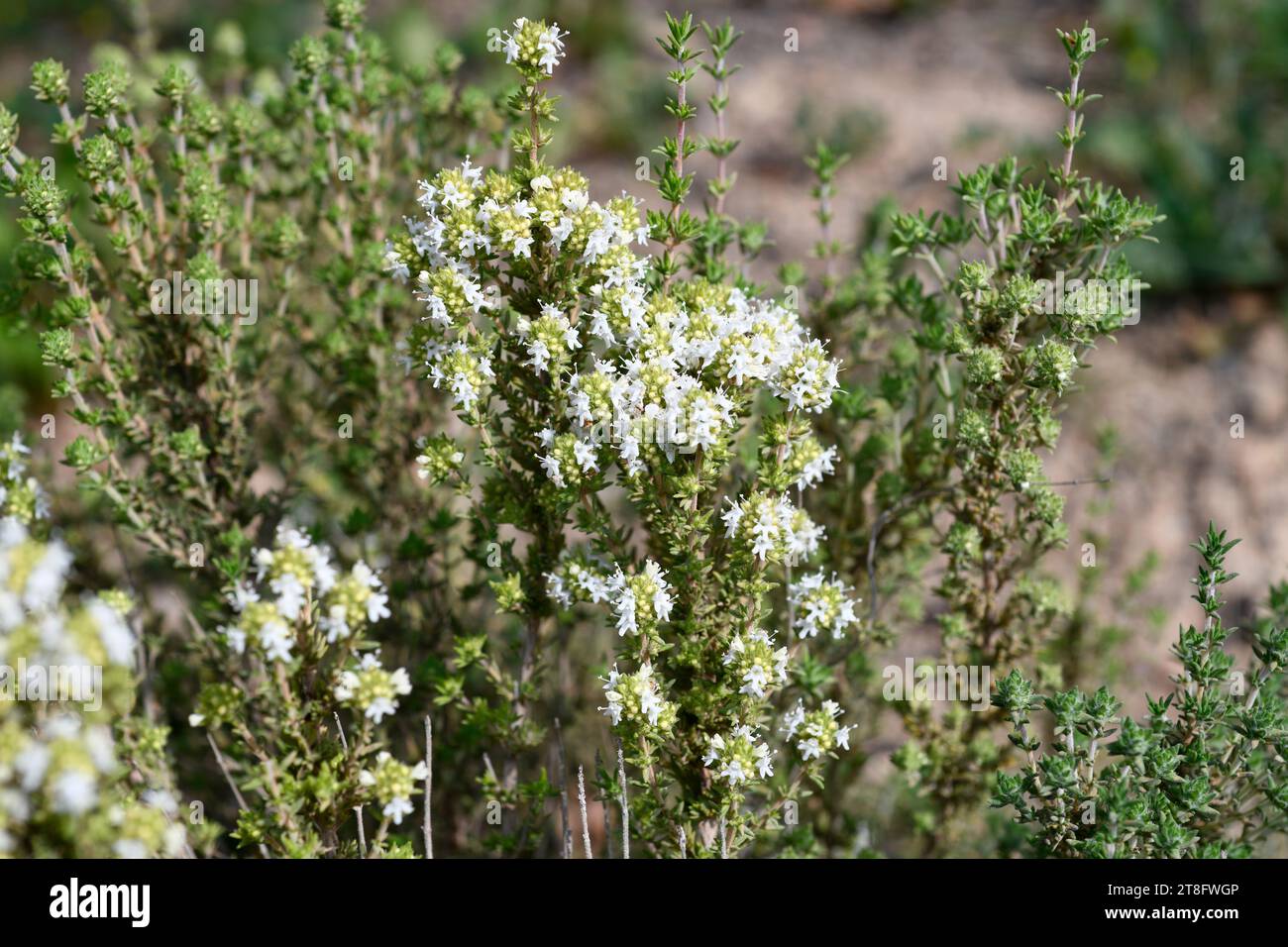 Tomillo limonero (Thymus baeticus) is a subshrub endemic to southeastern Spain from Cadiz to Almeria and southern Murcia. This photo was taken in Mala Stock Photo