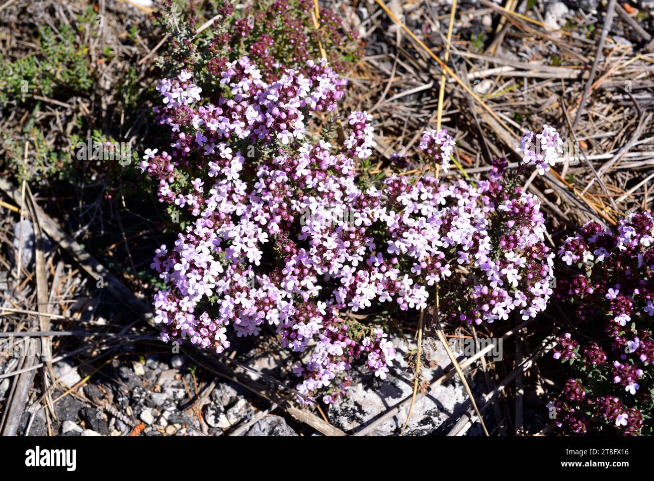Thyme (Thymus vulgaris) is an edible and medicinal small shrub native to western Mediterranean region (eastern Spain, south France and north western I Stock Photo