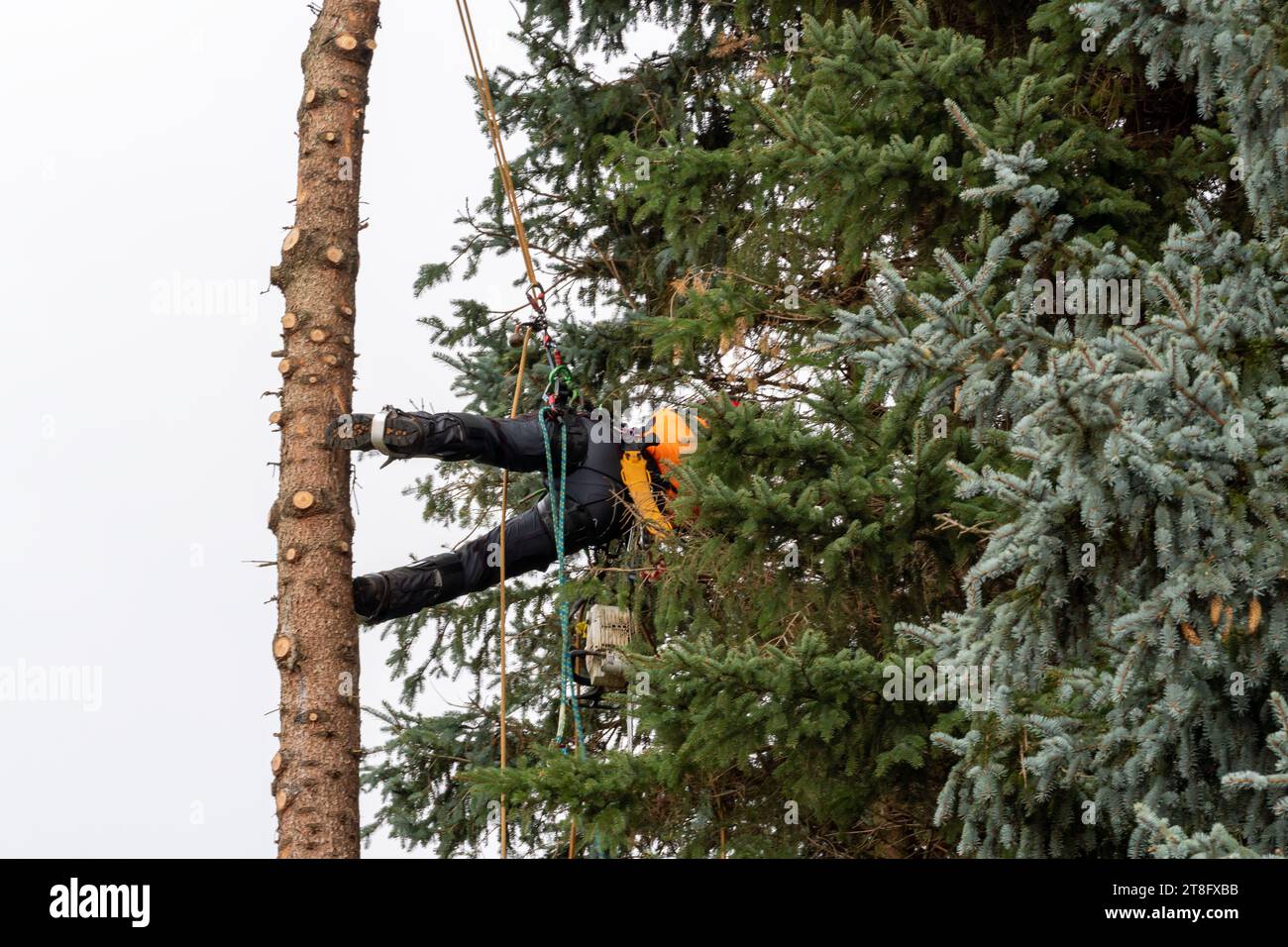 Lumberjack cutting down pine tree hi-res stock photography and images ...