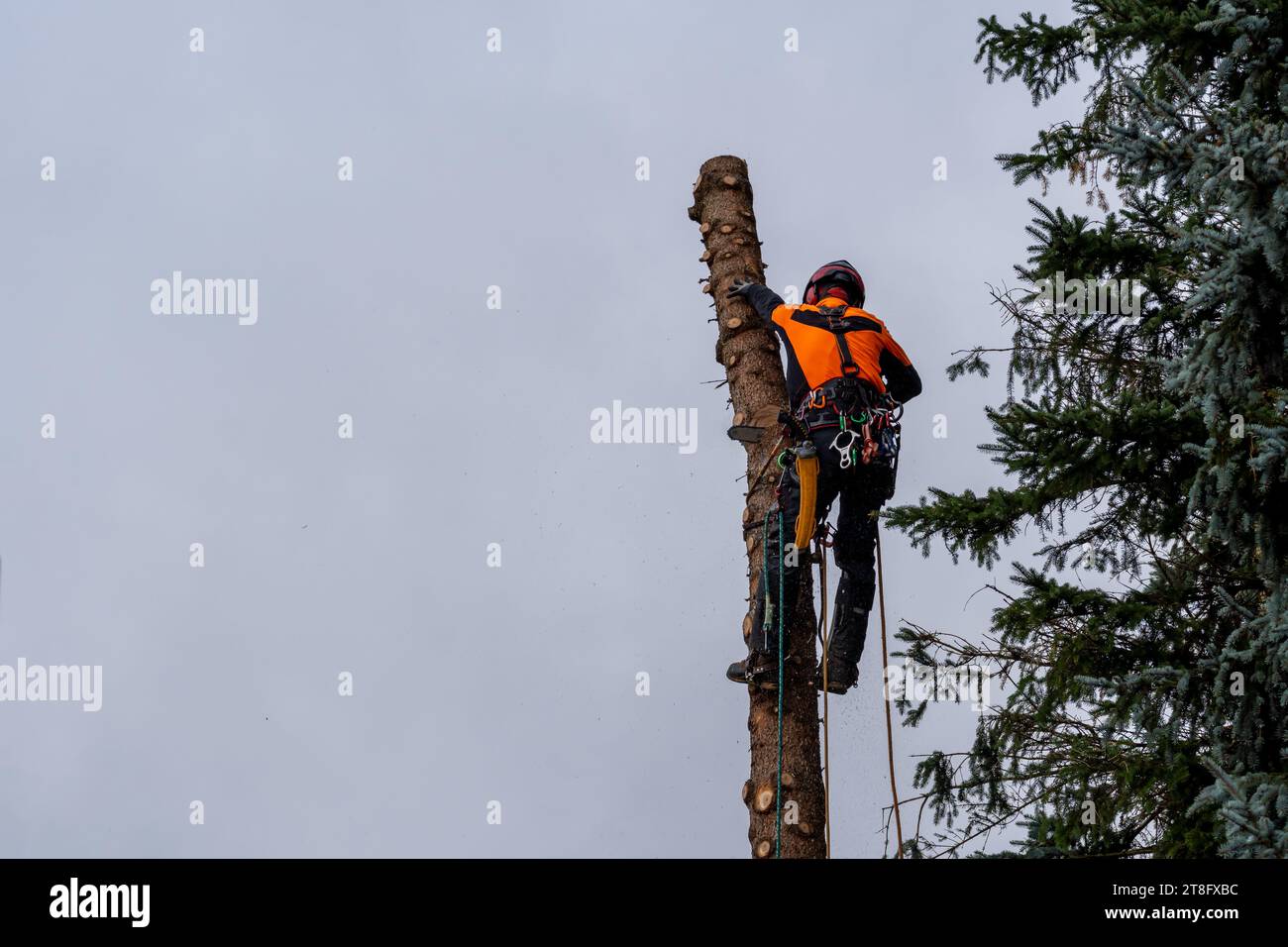 Timber Falling Tree Jack Lumberjack cutting down pine tree hi-res stock photography and images ...