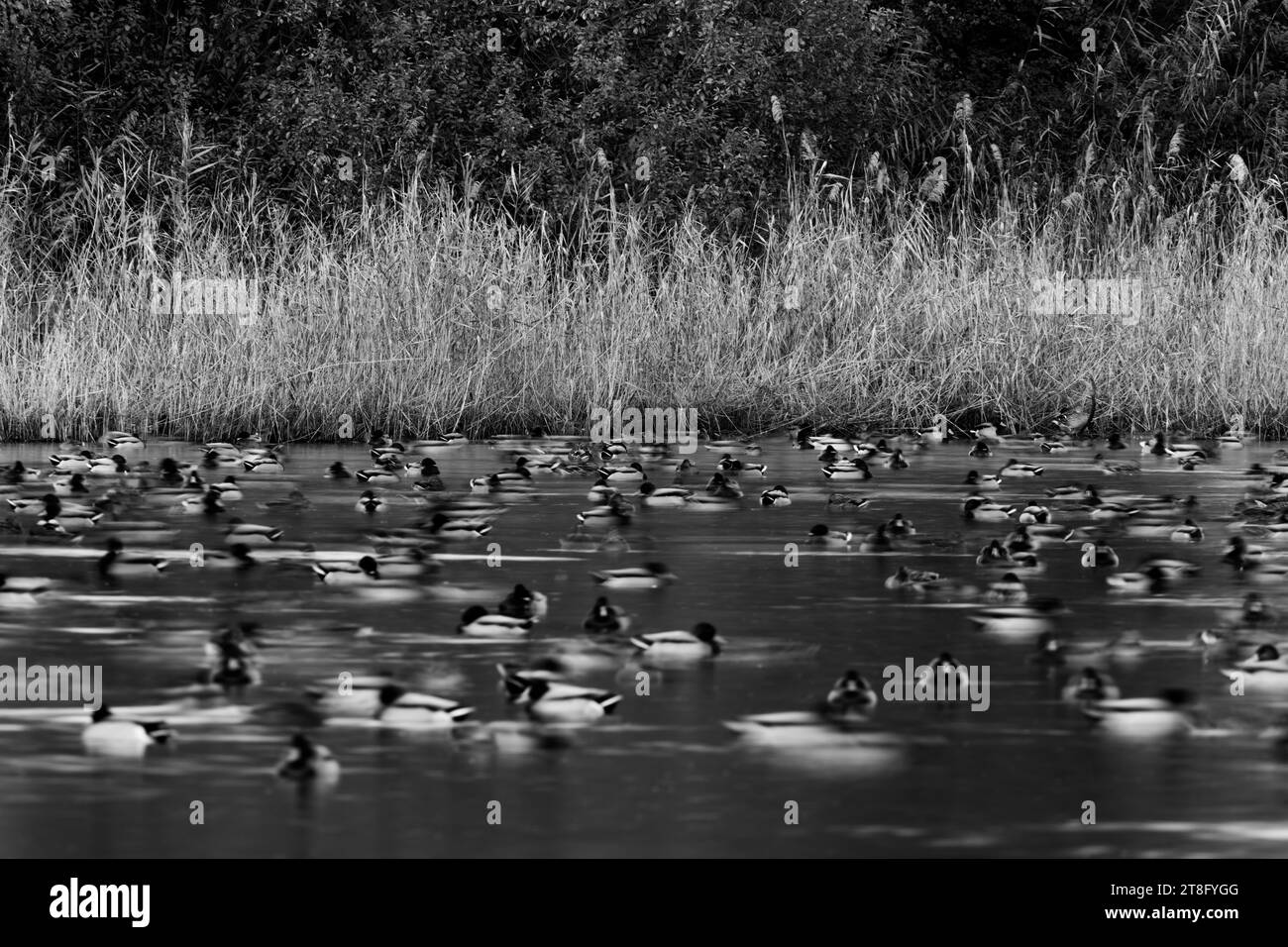 Mallards swimming in the lake Stock Photo