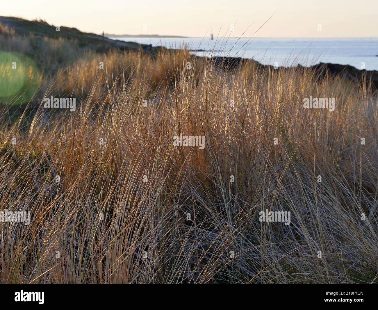 dreamlike landscape of coastline and ocean and mel grass, Larmor Plage, morbihan Stock Photo