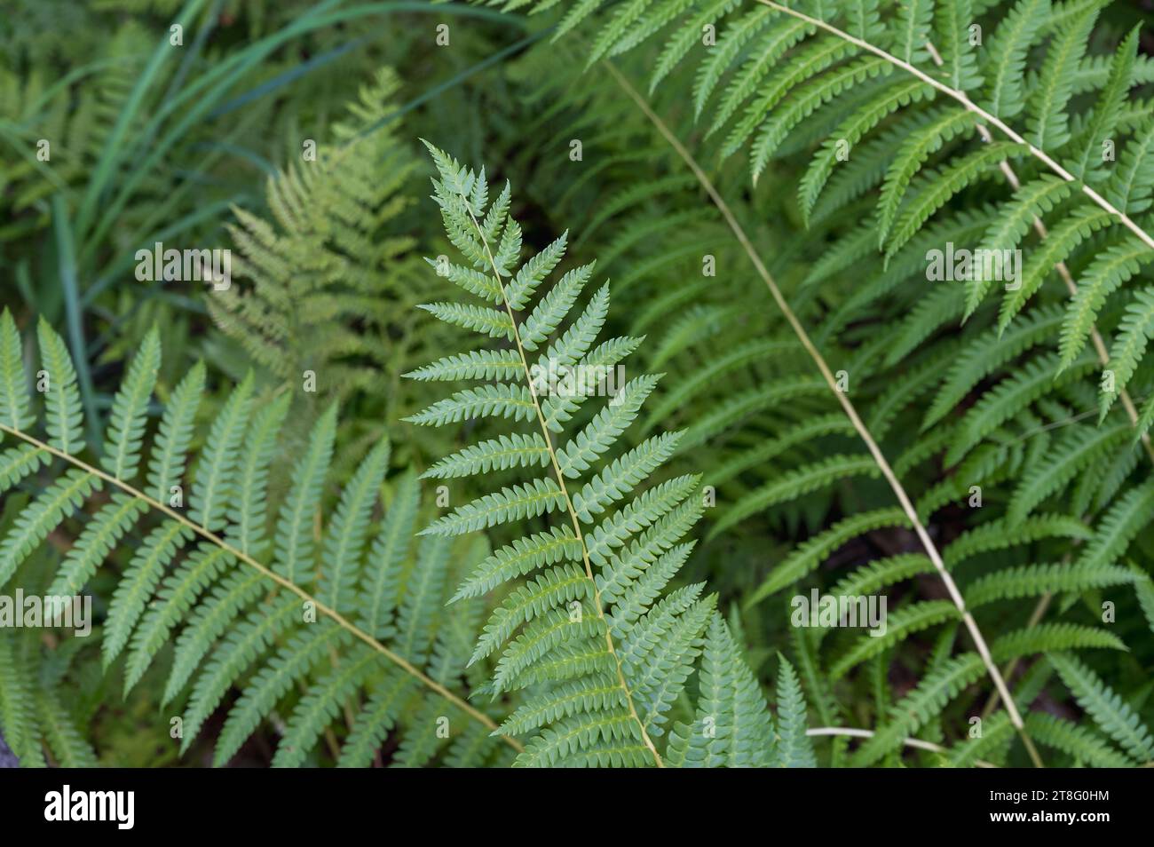 A close up of a Diamondleaf fern Lophosoria quadripinnata with lots of leaves Stock Photo
