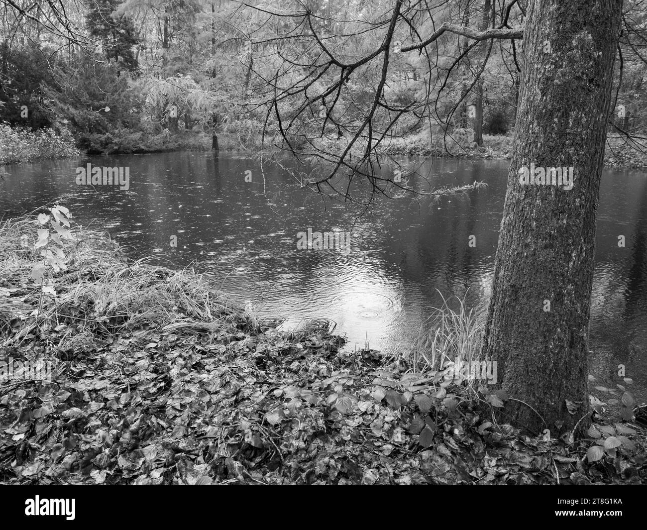 German forest in autumn tree Black and White Stock Photos & Images - Alamy