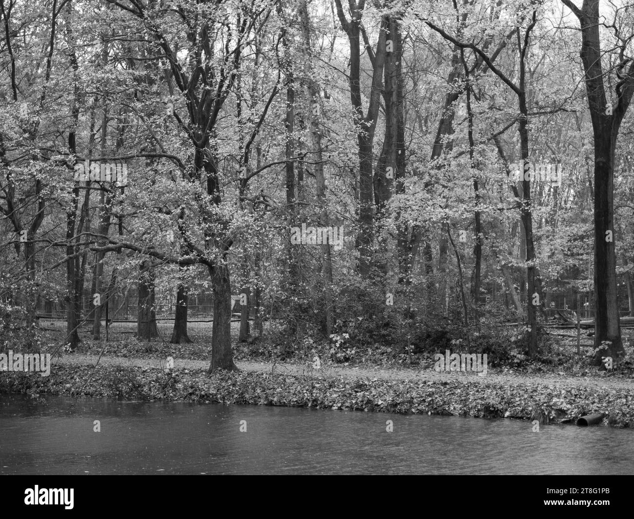 German forest in autumn tree Black and White Stock Photos & Image…