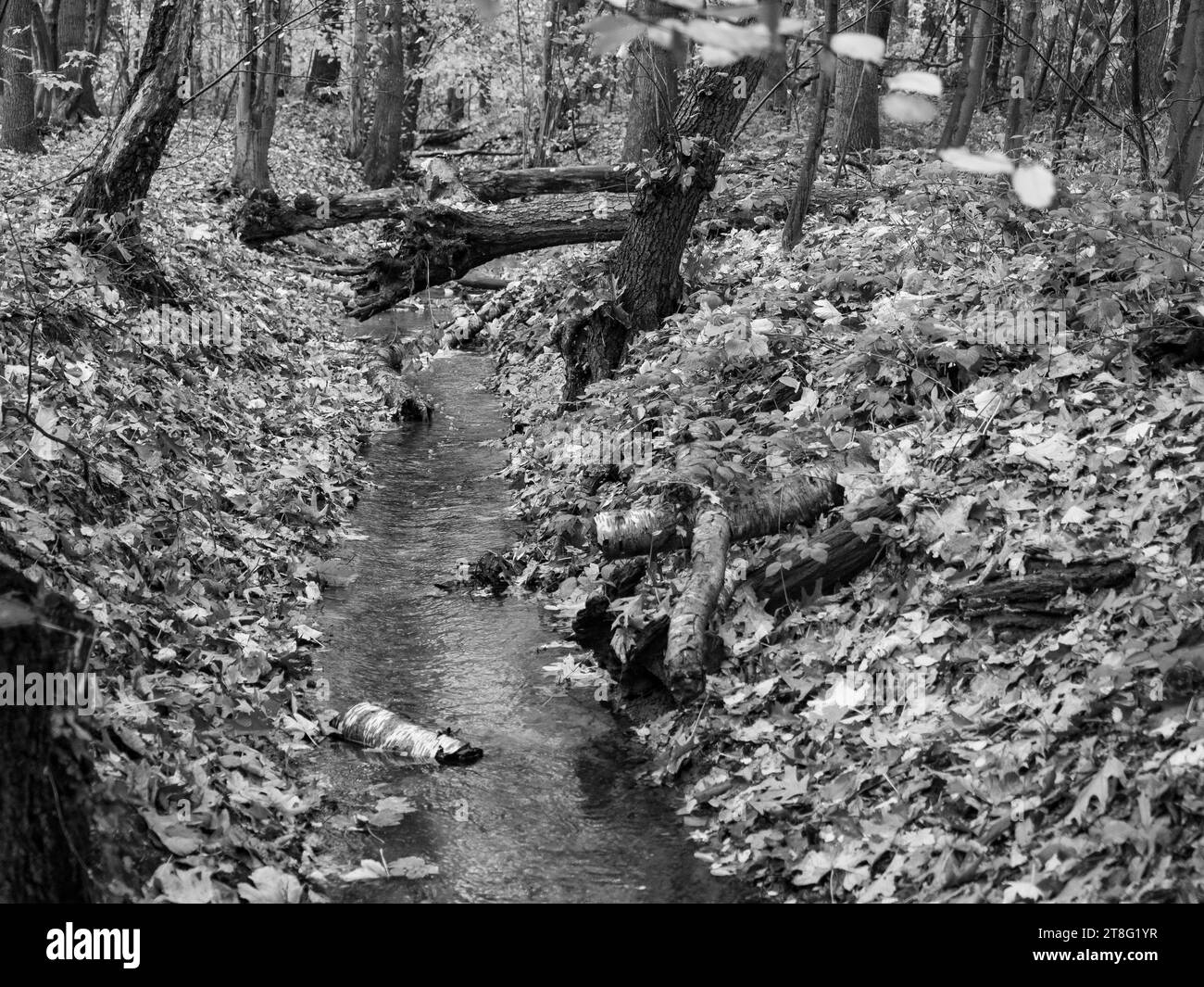 German forest in autumn tree Black and White Stock Photos & Images - …