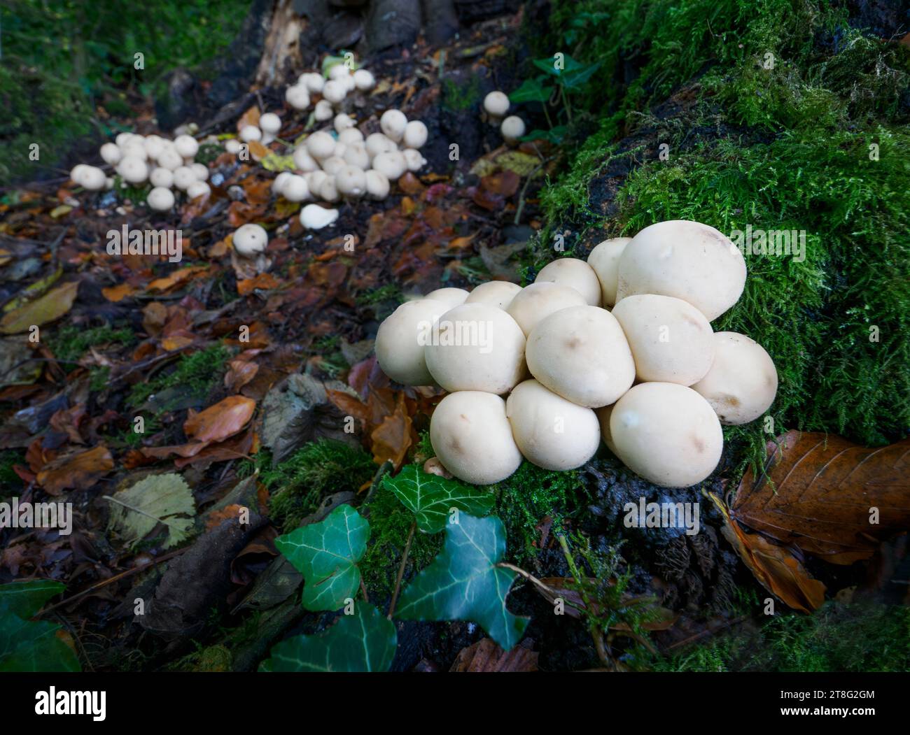Lycoperdon species colony growing at the base of a rotting tree stump in a Somerset wood UK Stock Photo