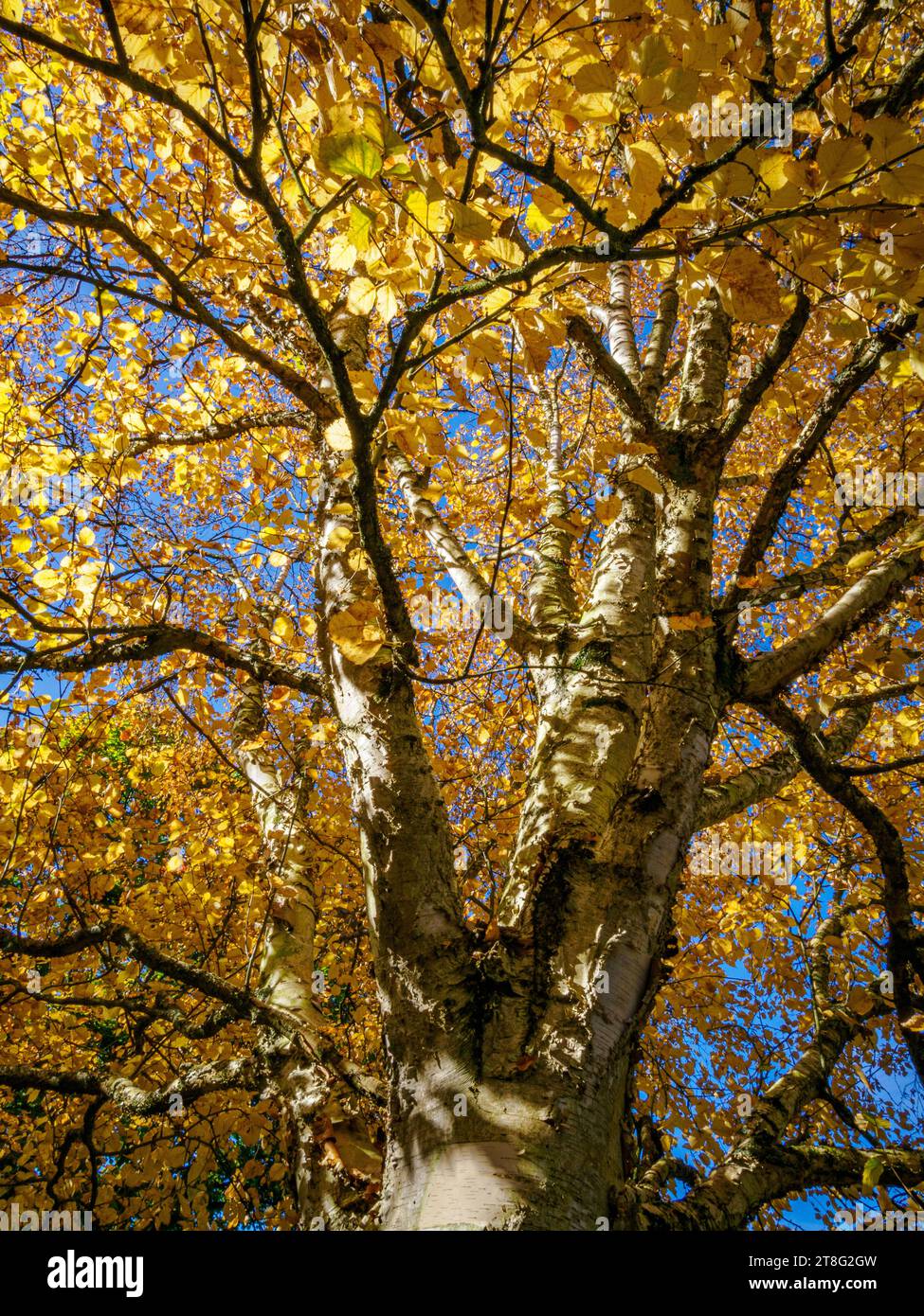 Birch tree Betula pendula in autumn  - Somerset UK Stock Photo