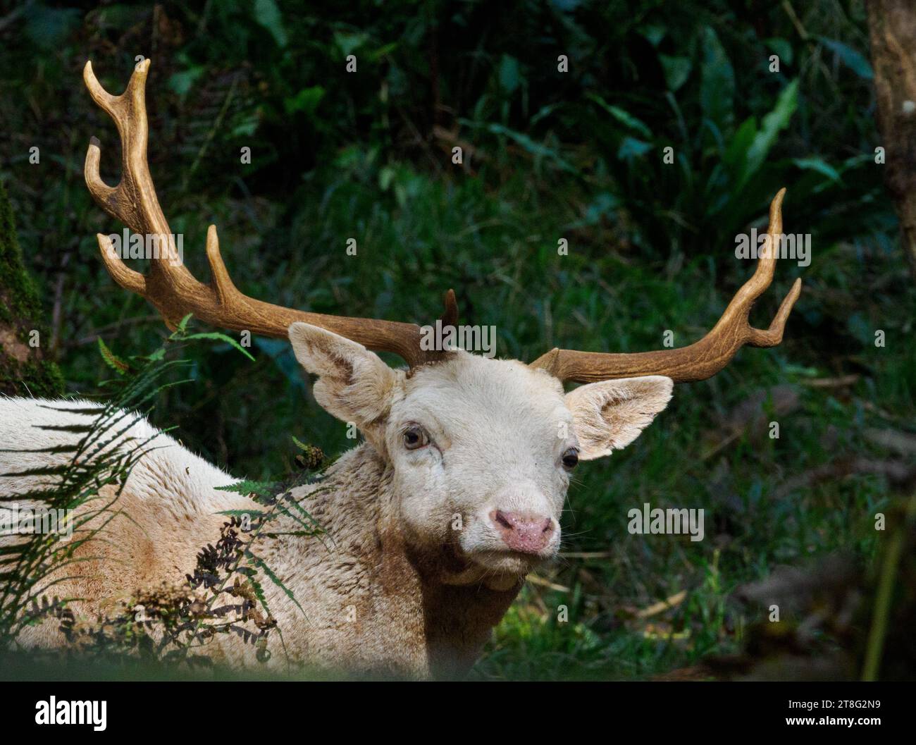 White Fallow Deer stag Dama dama sheltering in dense woodland in exhausted state during autumn rut - Somerset UK Stock Photo
