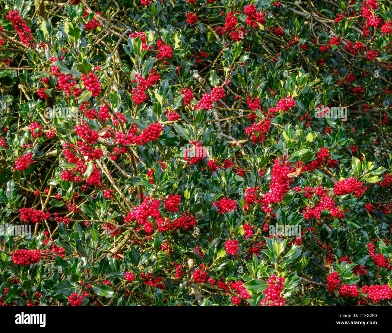 Holly Ilex aquifolium with newly ripened scarlet red berries - Somerset UK Stock Photo