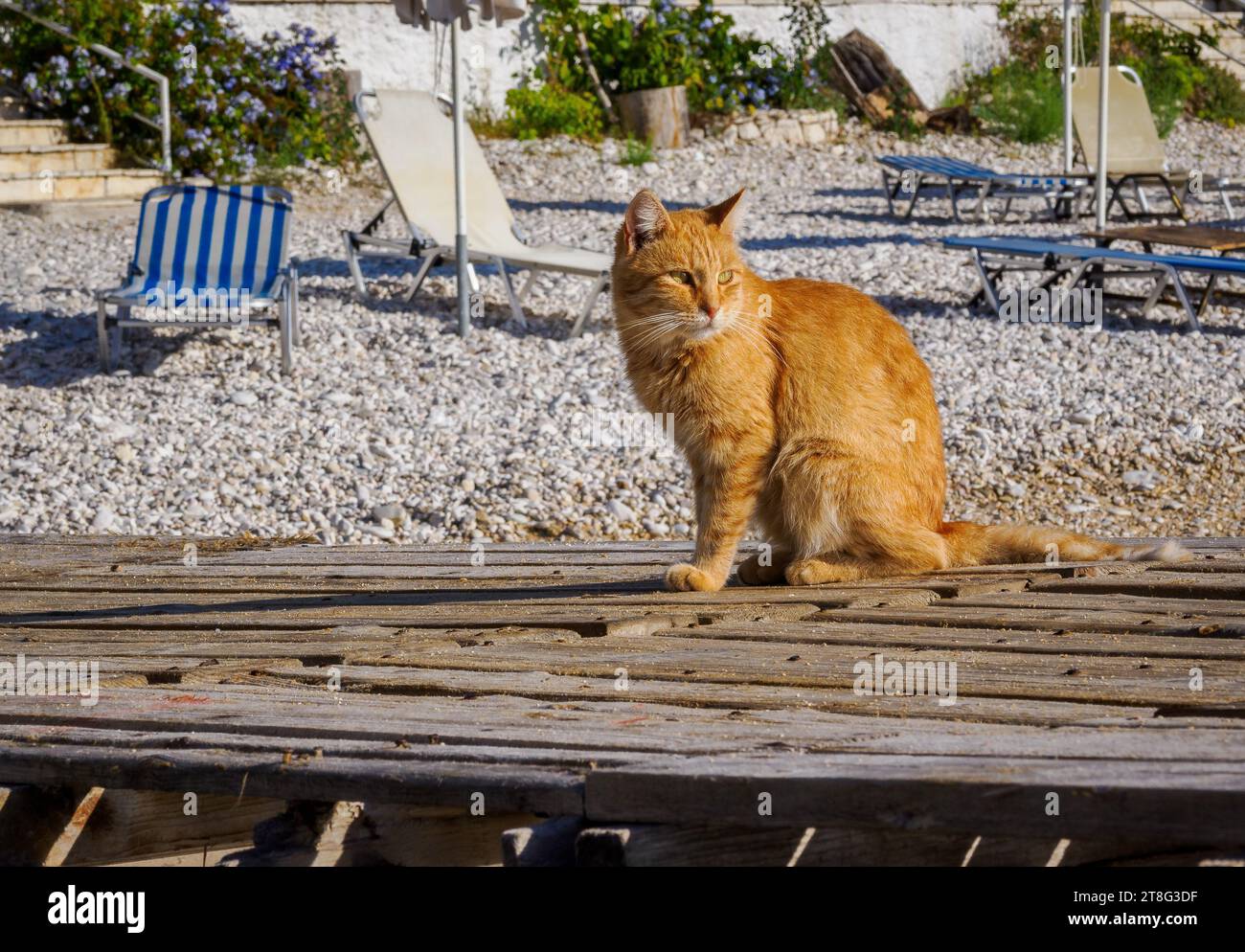 Ginger cat on a jetty in Corfu in the Ionian Islands Greece Stock Photo