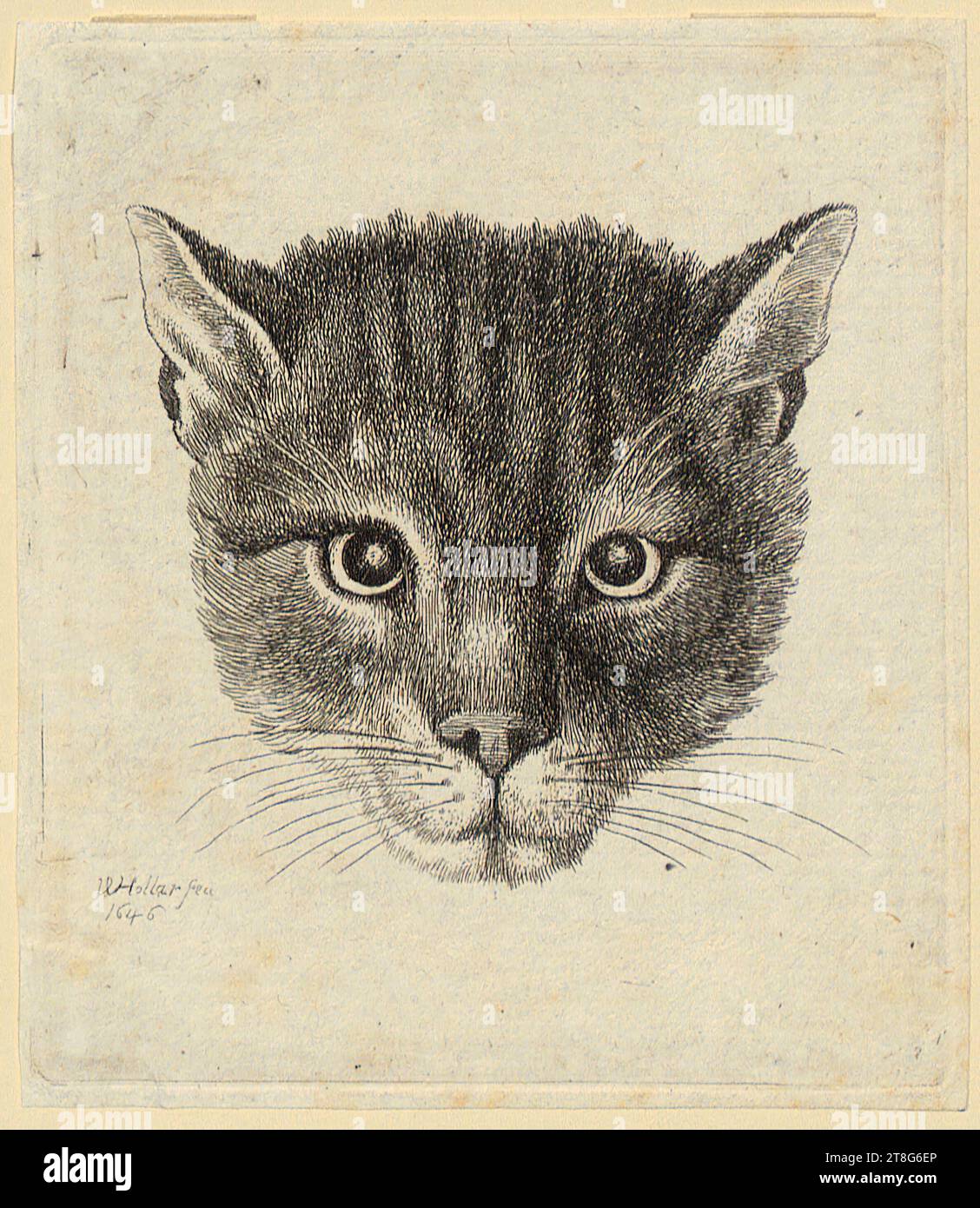 Wenzel Hollar (1607 - 1677), Head of a Cat (small version), print date: 1646, etching, sheet size: 9.9 x 8.6 cm, signed and dated lower left ' WHollar fec, 1646 Stock Photo
