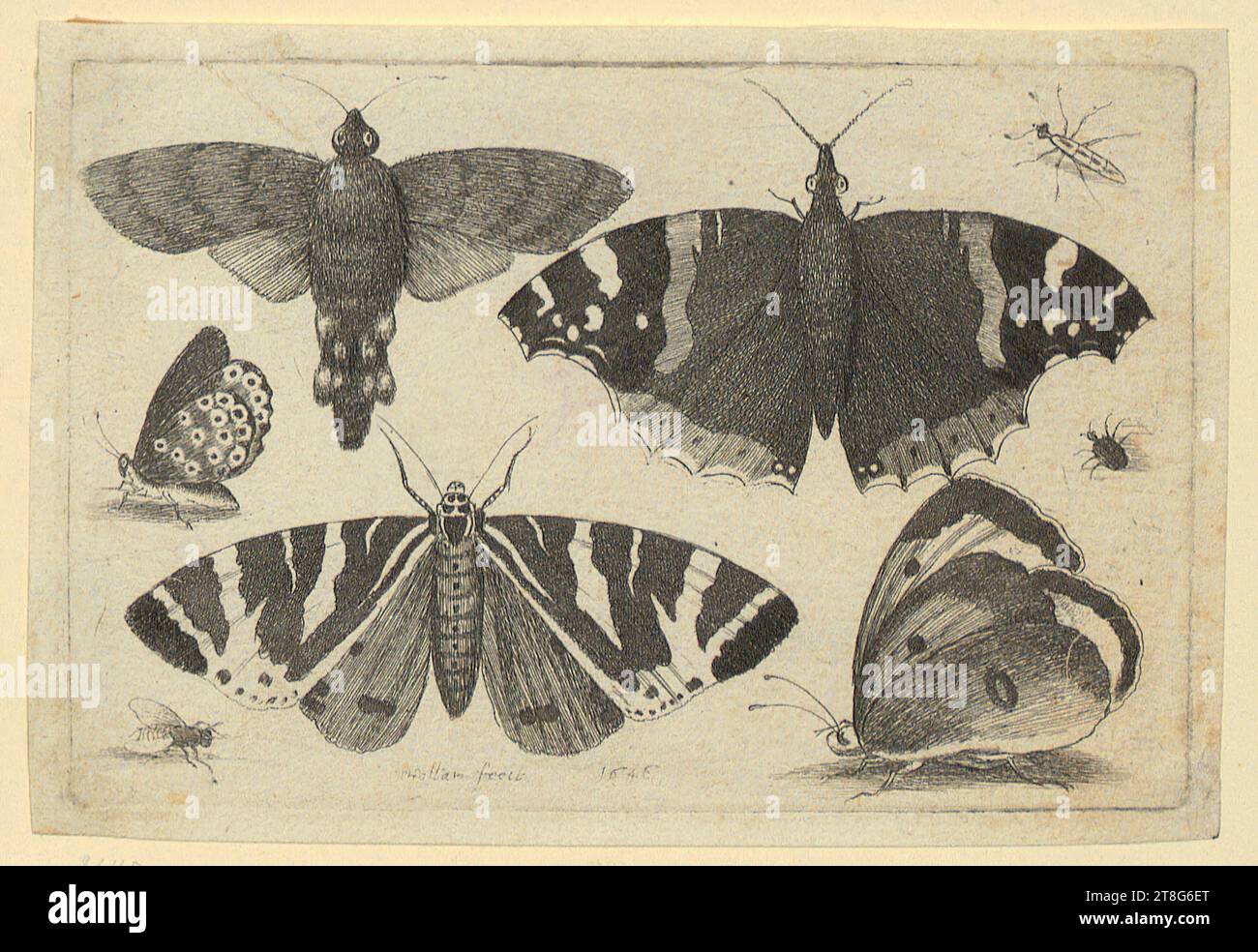 Wenzel Hollar (1607 - 1677), Five butterflies or moths, two beetles and a fly, origin of print: 1646, etching, sheet size: 8.6 x 12.5 cm, bottom center signed and dated 'WHollar fecit  1646 Stock Photo